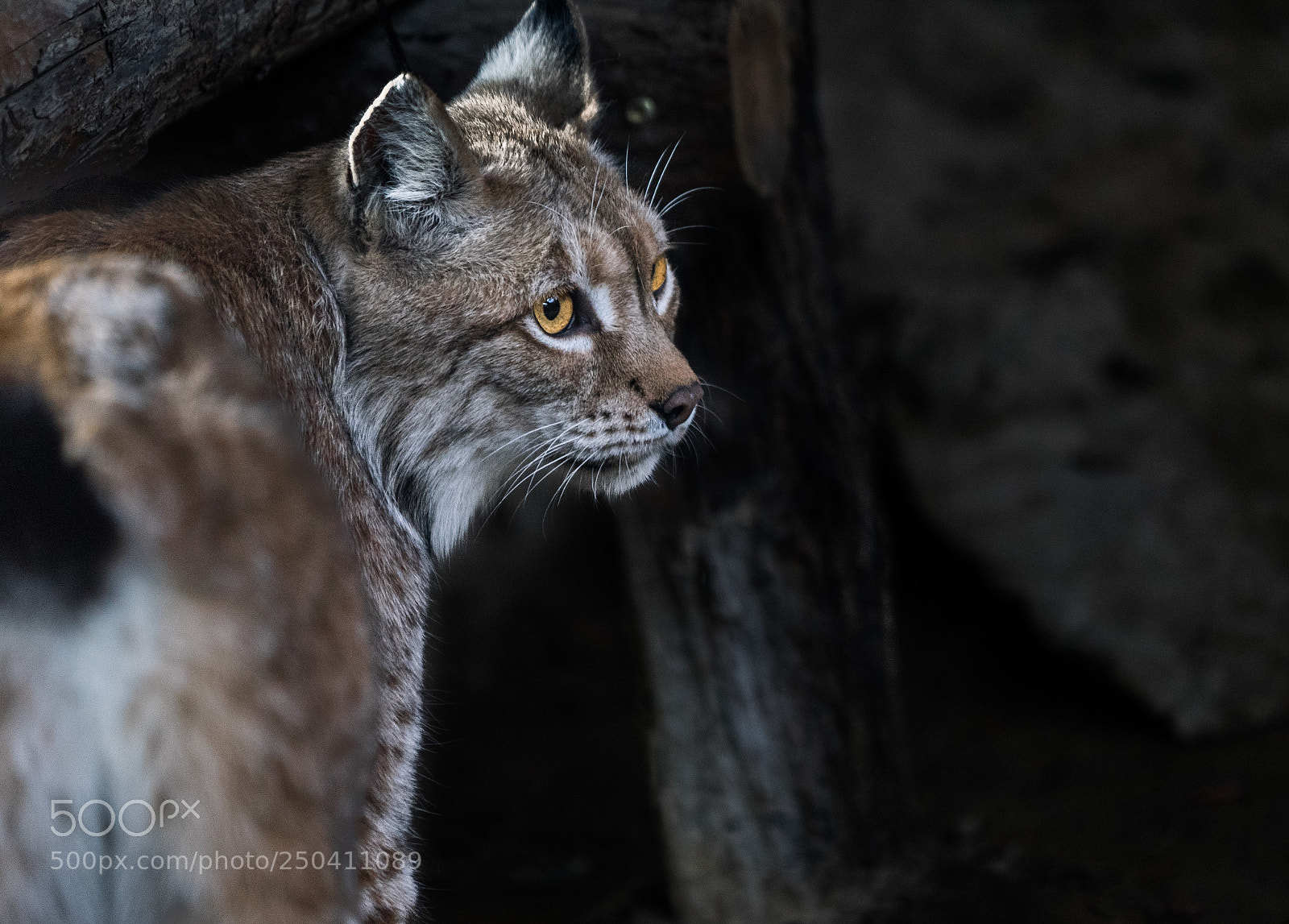 Sony a7 II sample photo. Big cat photography