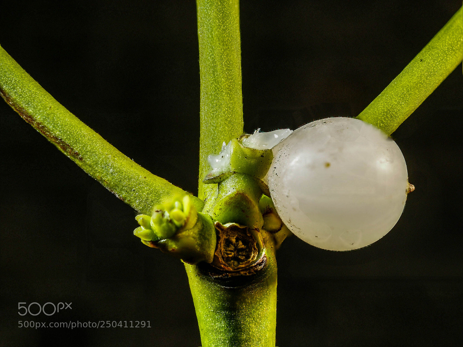 Panasonic DMC-G81 sample photo. Mistletoe berry photography