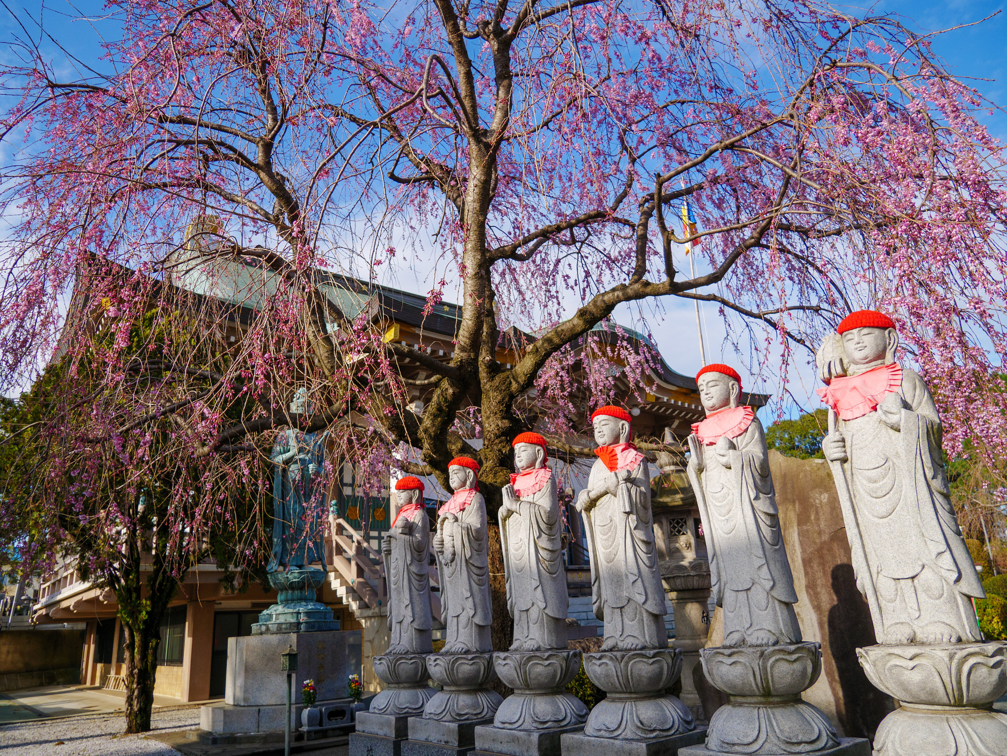 Panasonic Lumix DMC-GX85 (Lumix DMC-GX80 / Lumix DMC-GX7 Mark II) sample photo. Drooping cherry tree photography