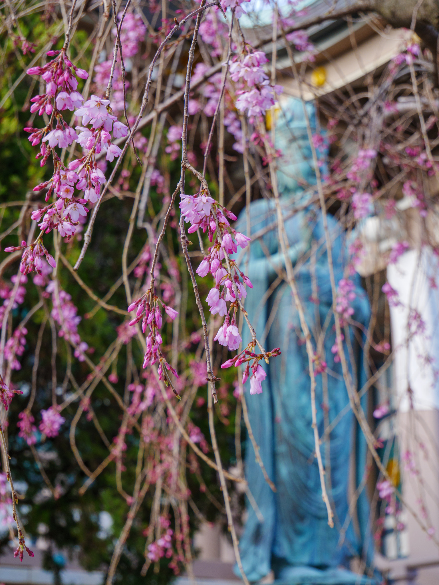 Panasonic Lumix DMC-GX85 (Lumix DMC-GX80 / Lumix DMC-GX7 Mark II) sample photo. Drooping cherry tree photography