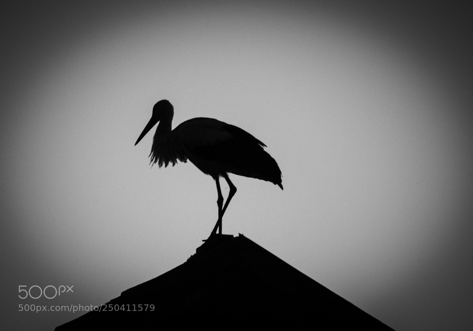 Nikon D5000 sample photo. Stork photography