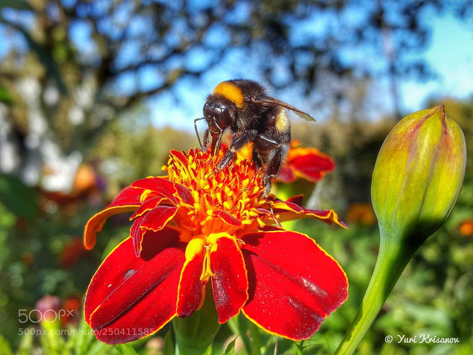 Samsung Galaxy Alpha sample photo. Bumblebee eating floral nectar photography