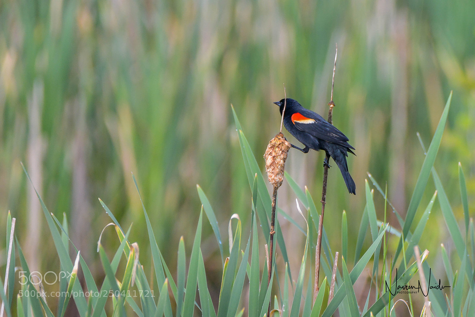 Nikon D800 sample photo. Red winged black bird photography