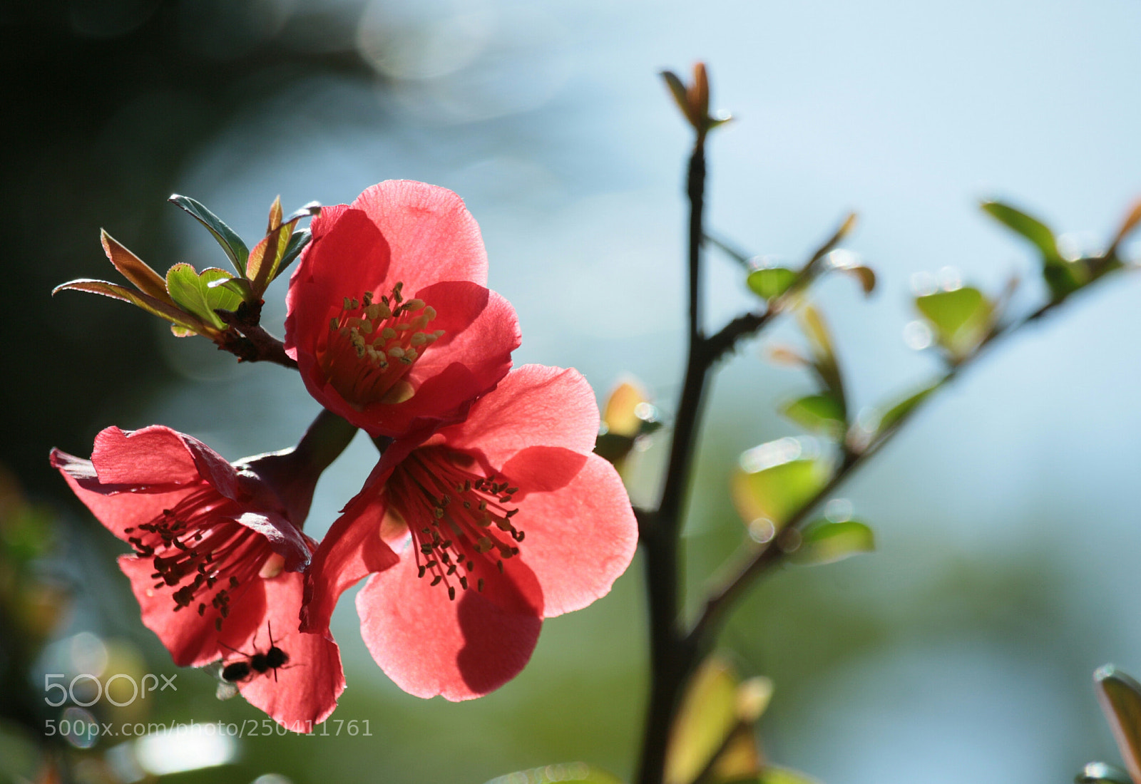 Canon EOS 70D sample photo. Japanese quince photography