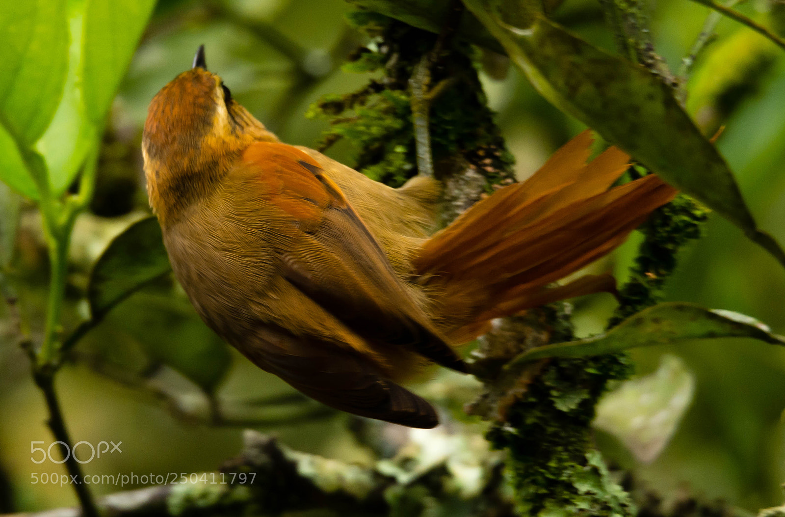 Nikon D7100 sample photo. Brown tanager sanha u photography