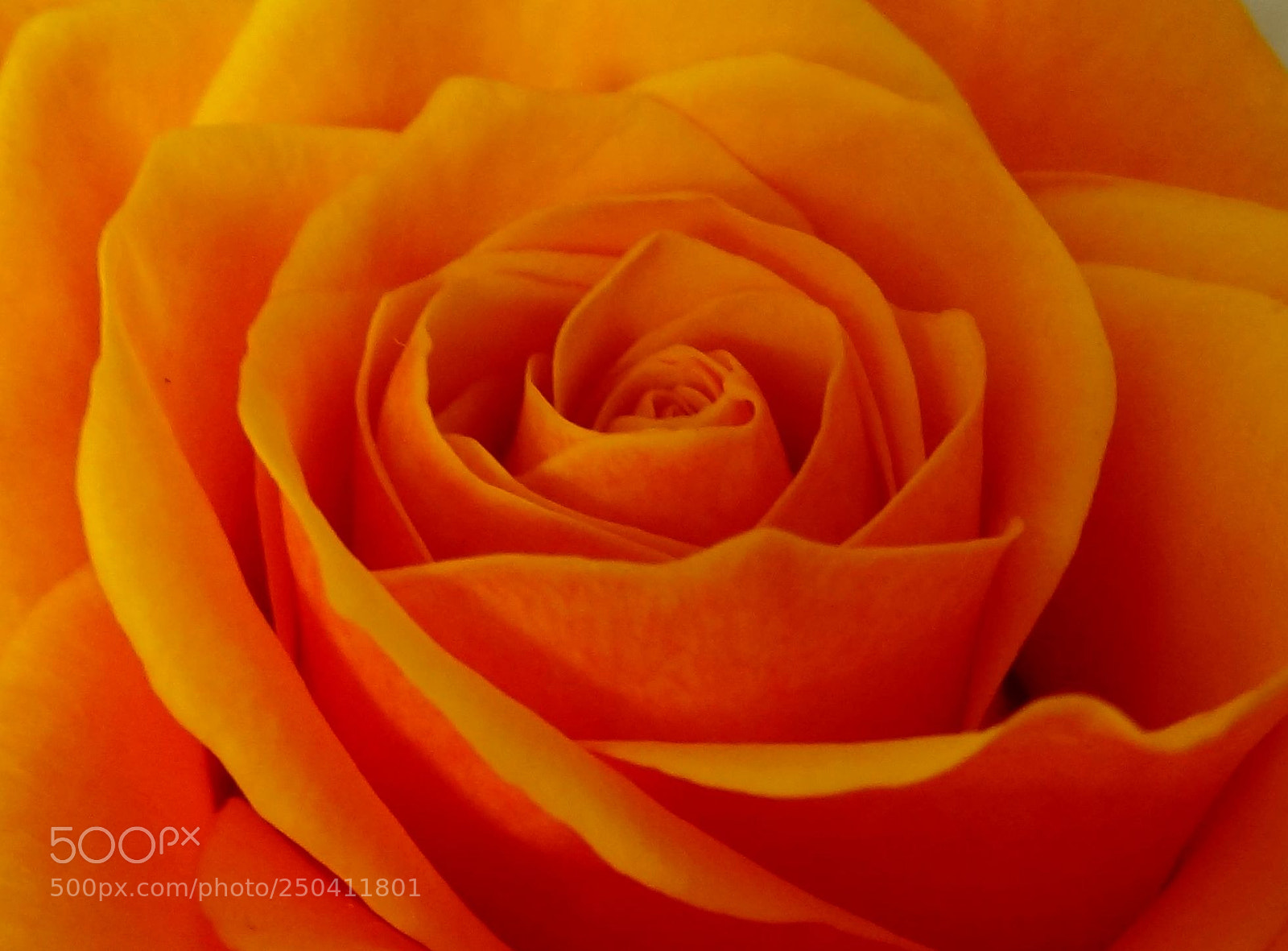 Sony Cyber-shot DSC-HX9V sample photo. Orange-red rose photography
