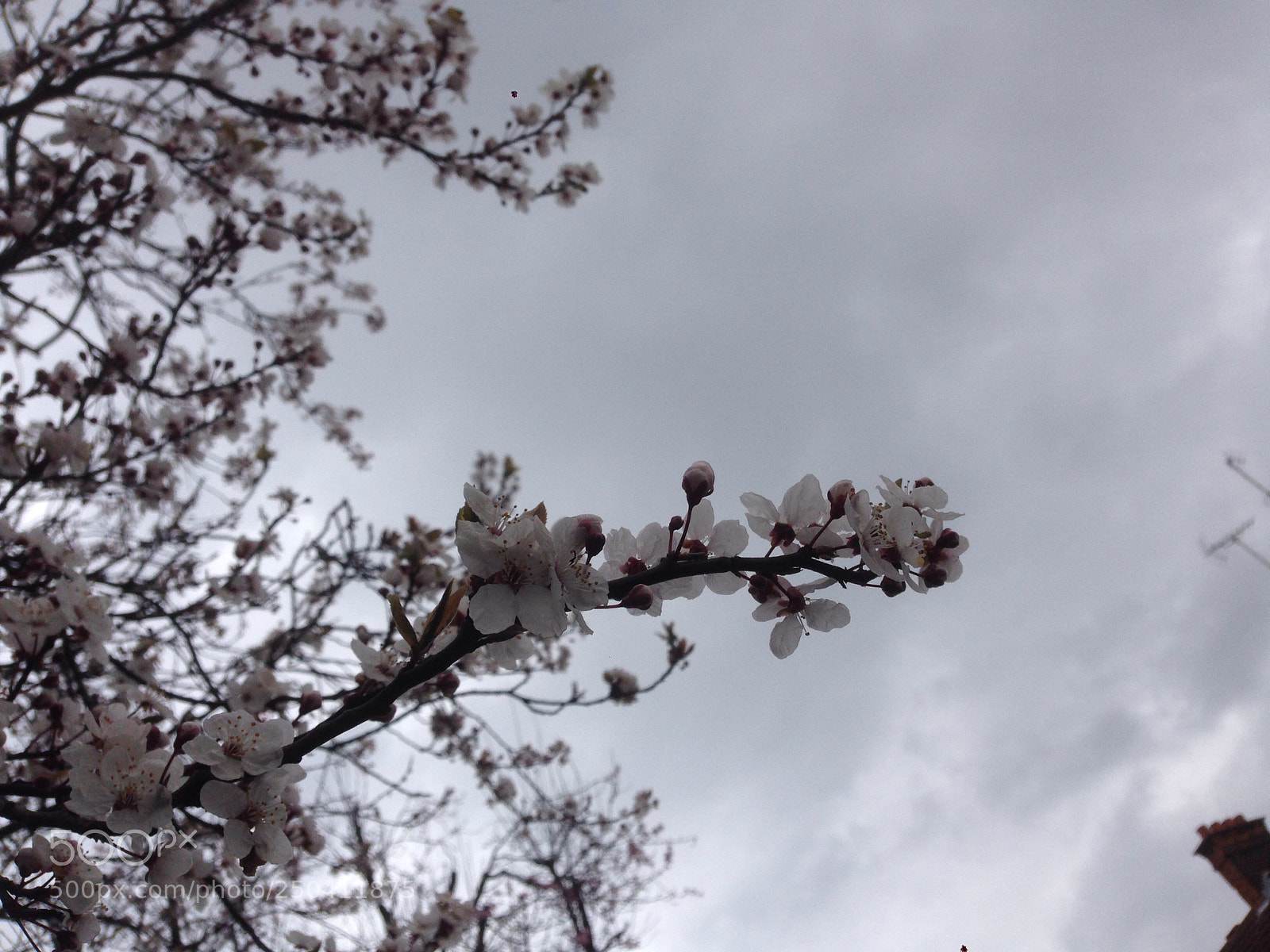 Apple iPhone 5 sample photo. Untitled photography