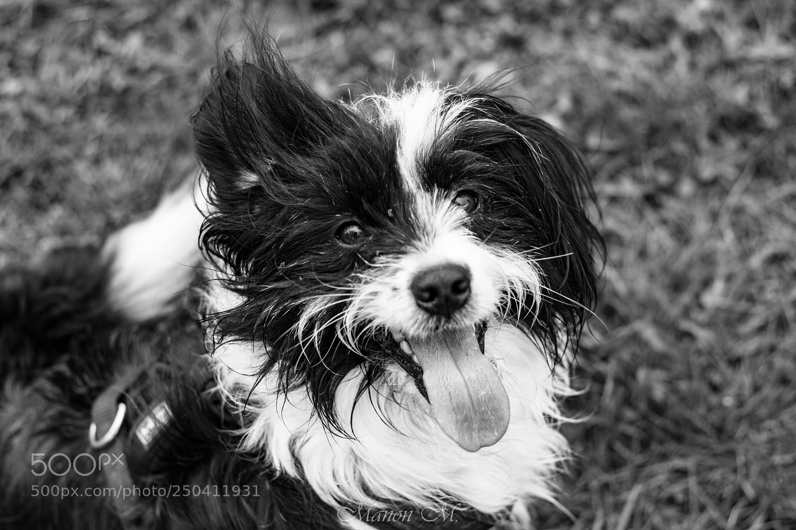 Canon EOS 750D (EOS Rebel T6i / EOS Kiss X8i) sample photo. Sidney la rebelle photography