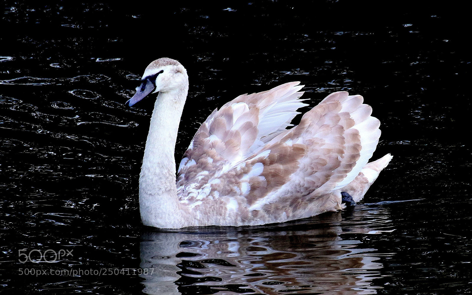 Canon EOS 7D Mark II sample photo. Young swan...evening on the photography