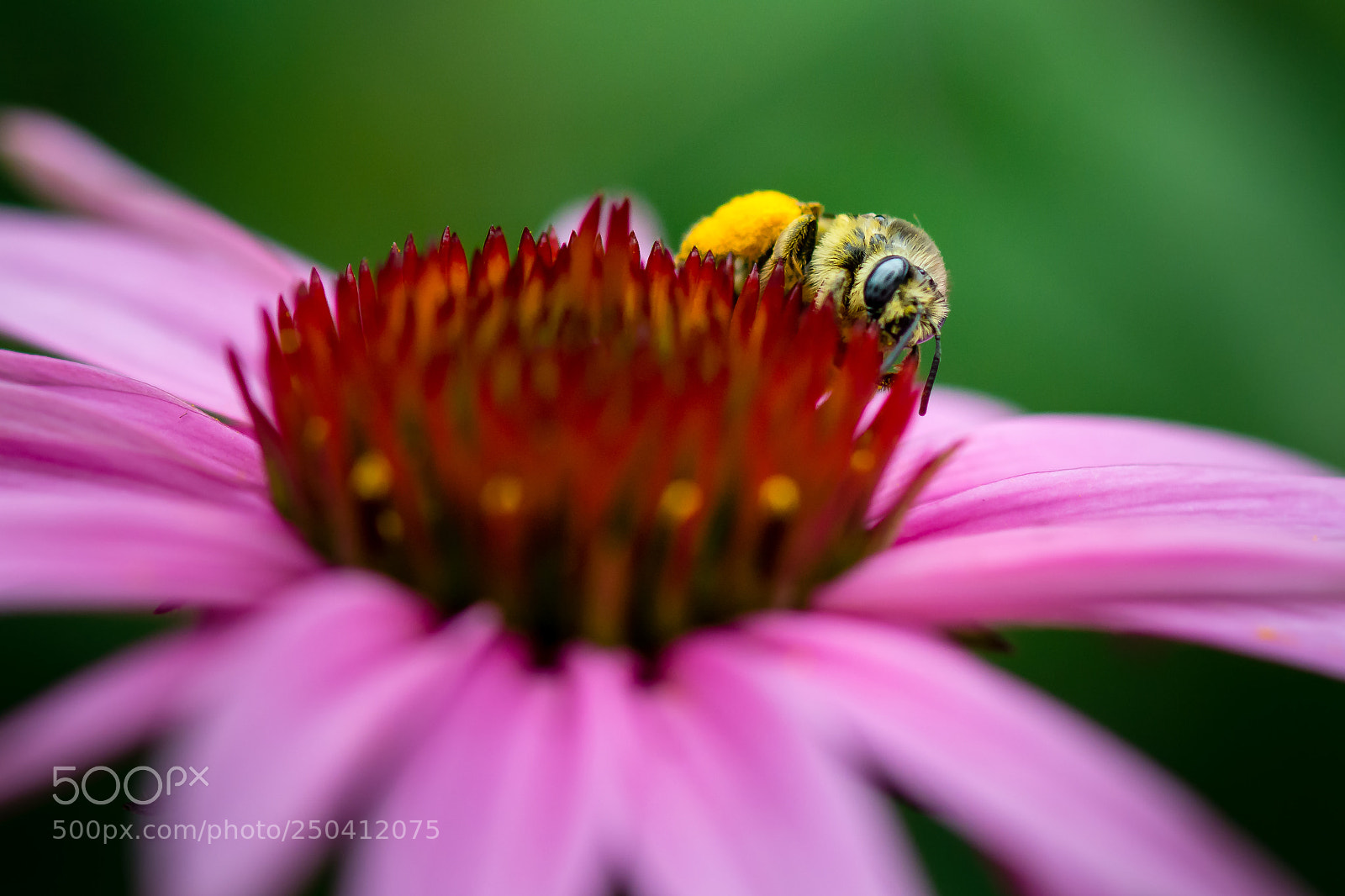 Nikon D7100 sample photo. Bee on coneflower photography
