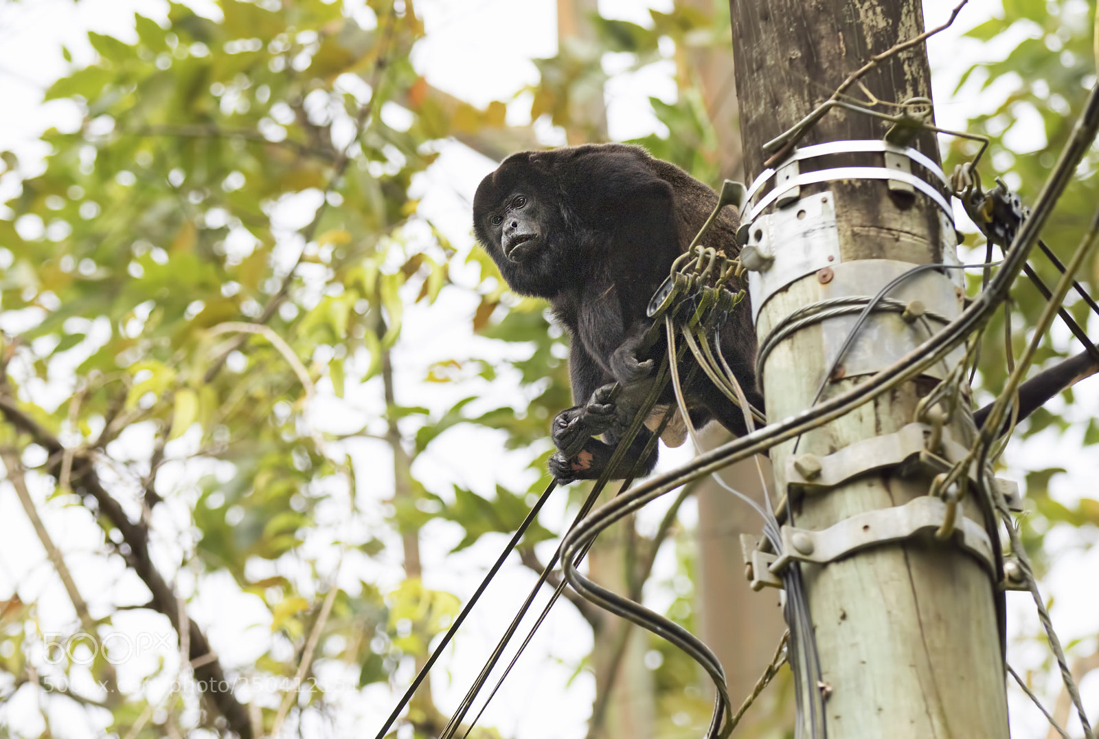 Canon EOS 7D Mark II sample photo. Howler monkey on hydro photography