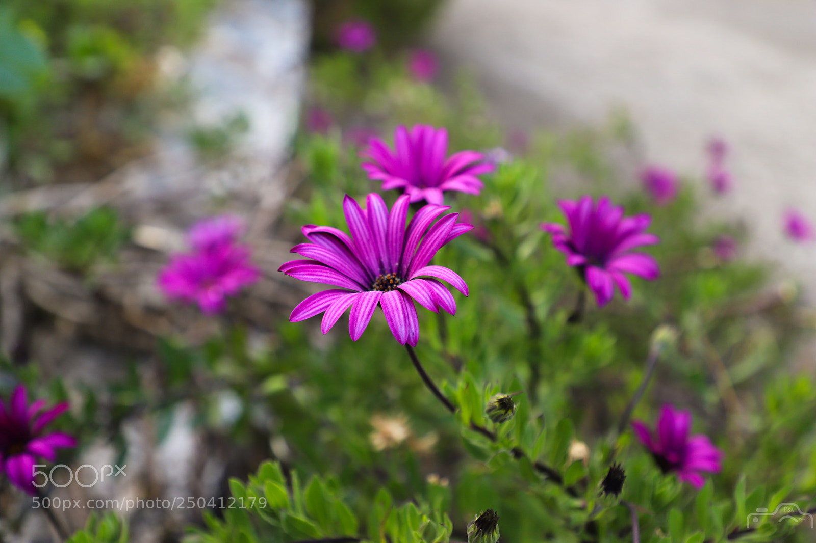 Canon EOS 6D Mark II sample photo. Smile photography