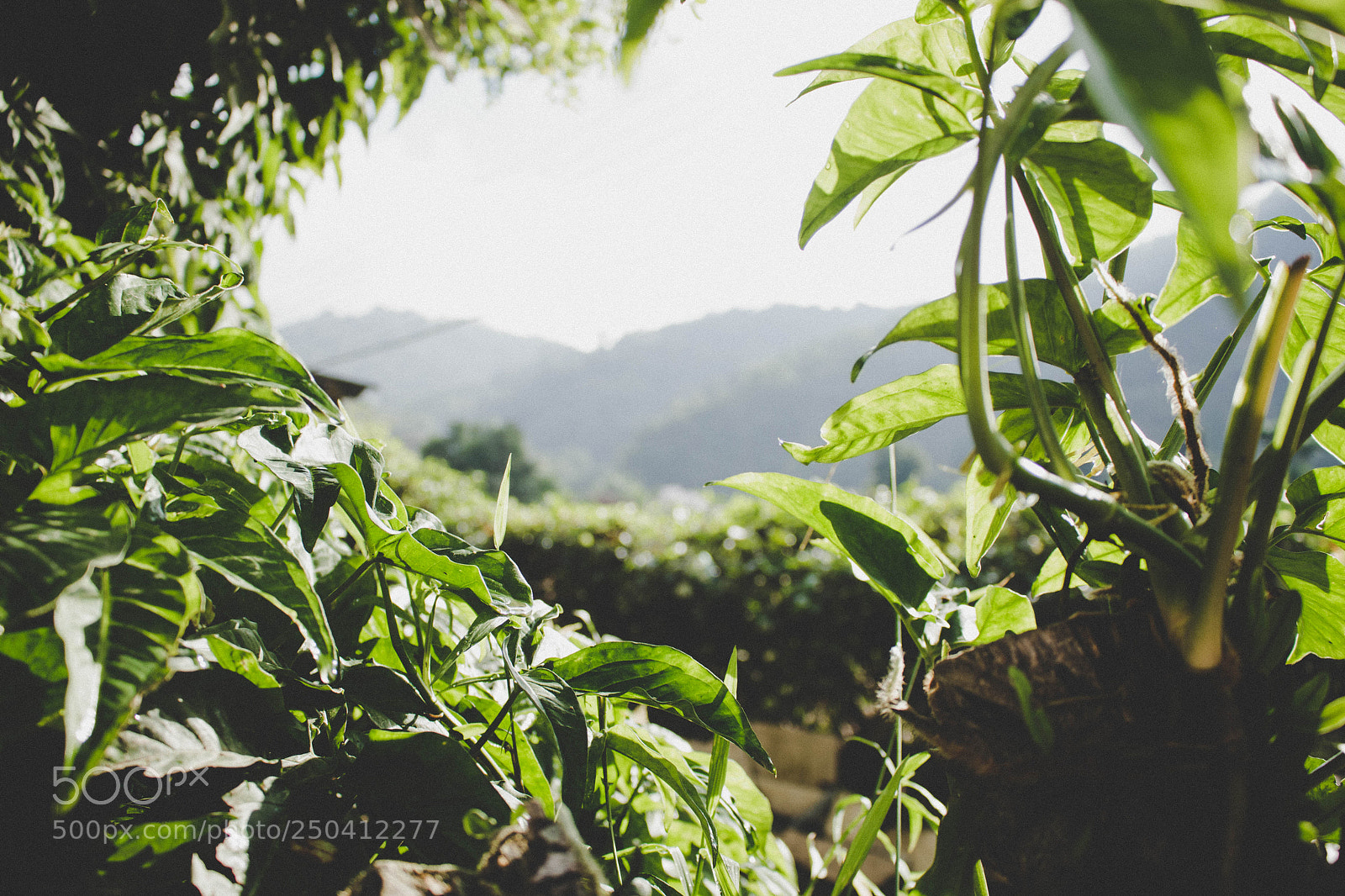 Canon EOS 700D (EOS Rebel T5i / EOS Kiss X7i) sample photo. Morning lights photography