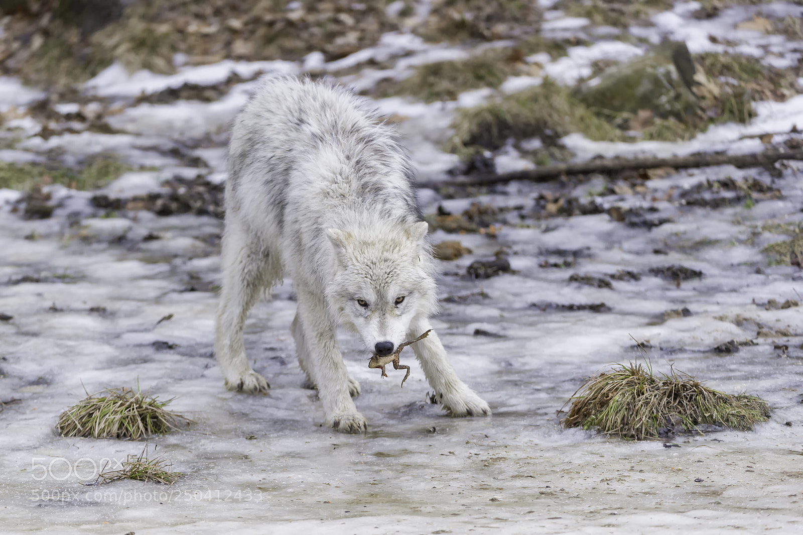 Nikon D3S sample photo. Finding food... photography