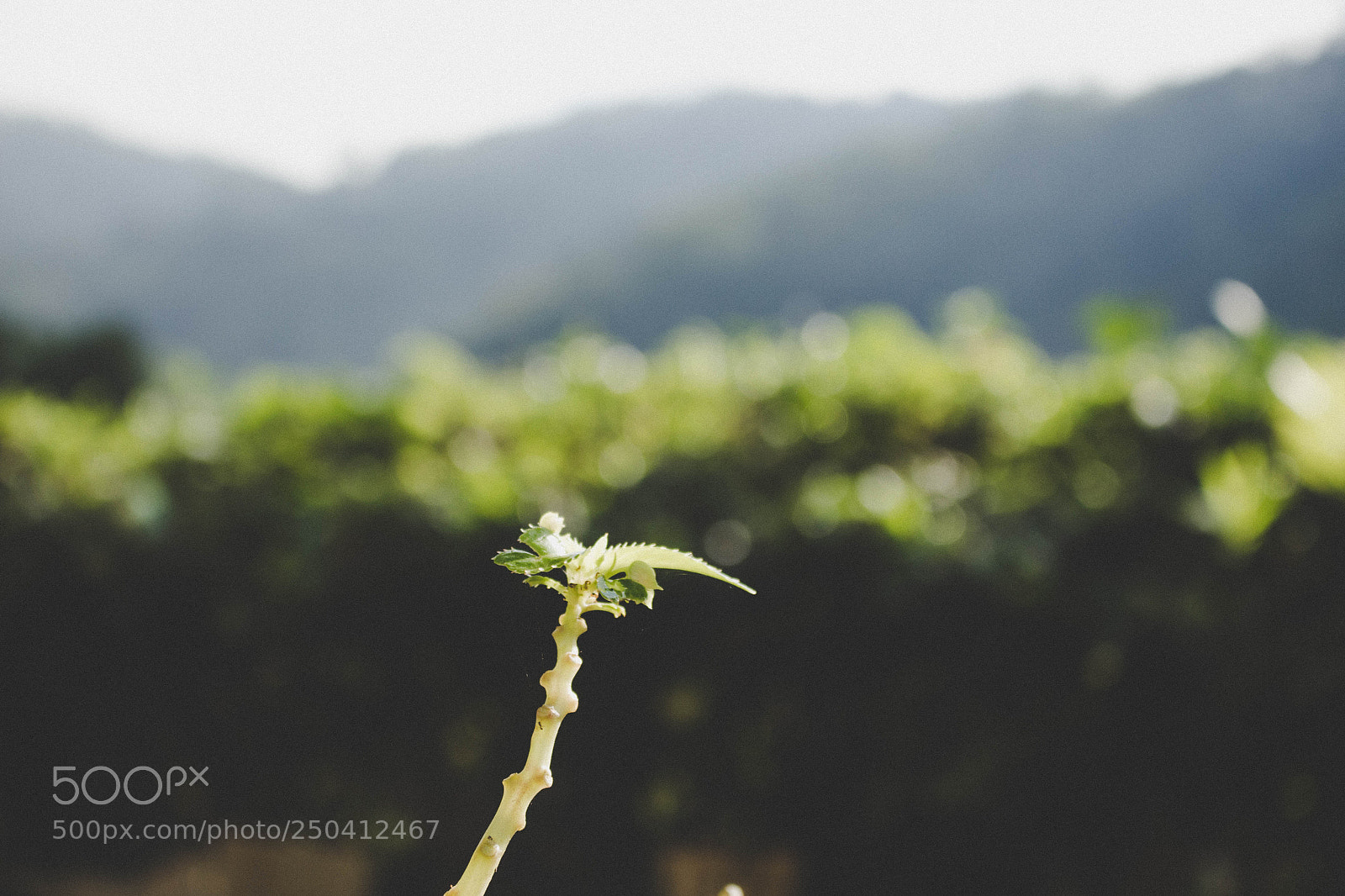 Canon EOS 700D (EOS Rebel T5i / EOS Kiss X7i) sample photo. Untitled photography