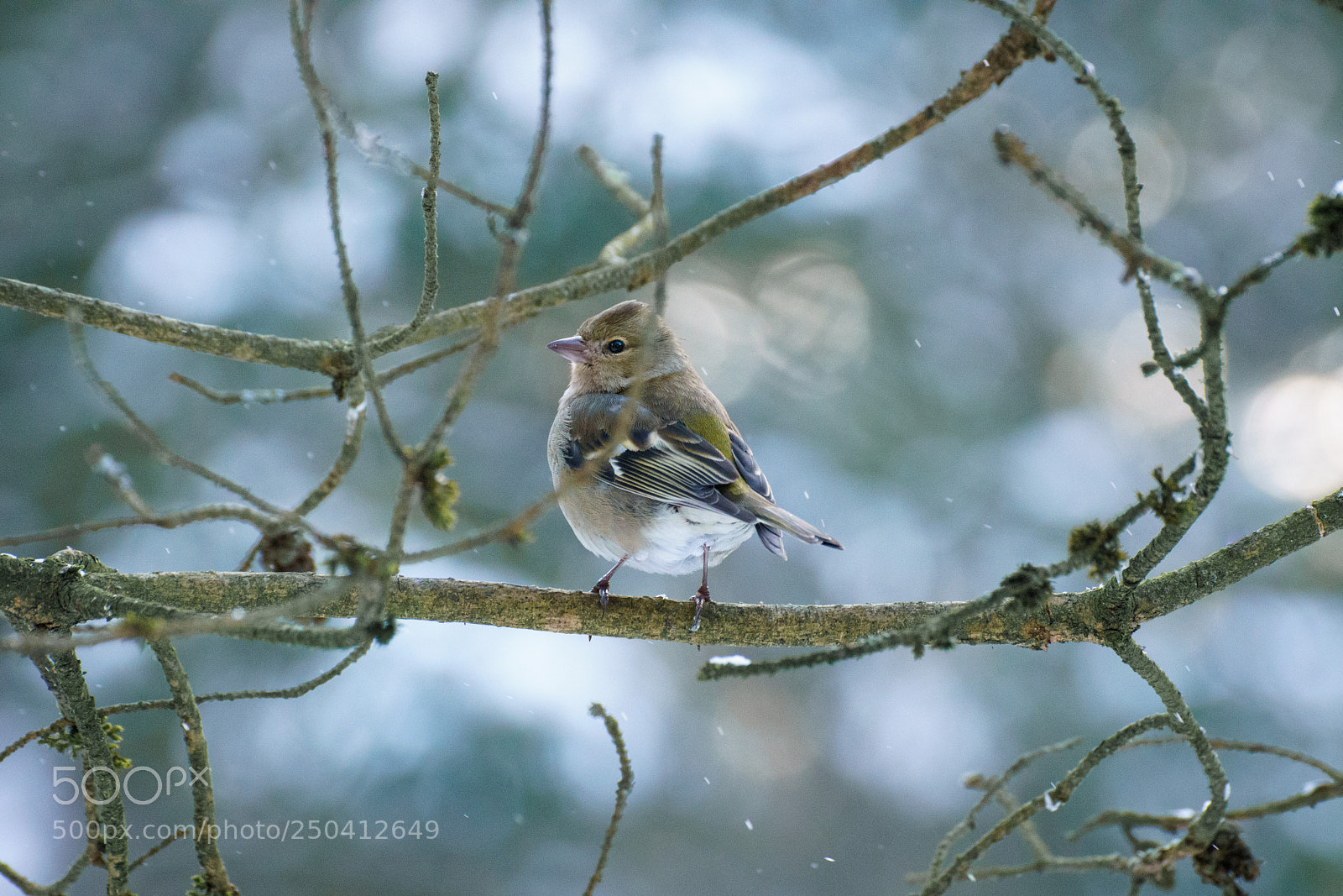 Sony ILCA-77M2 sample photo. Through branches and snow photography