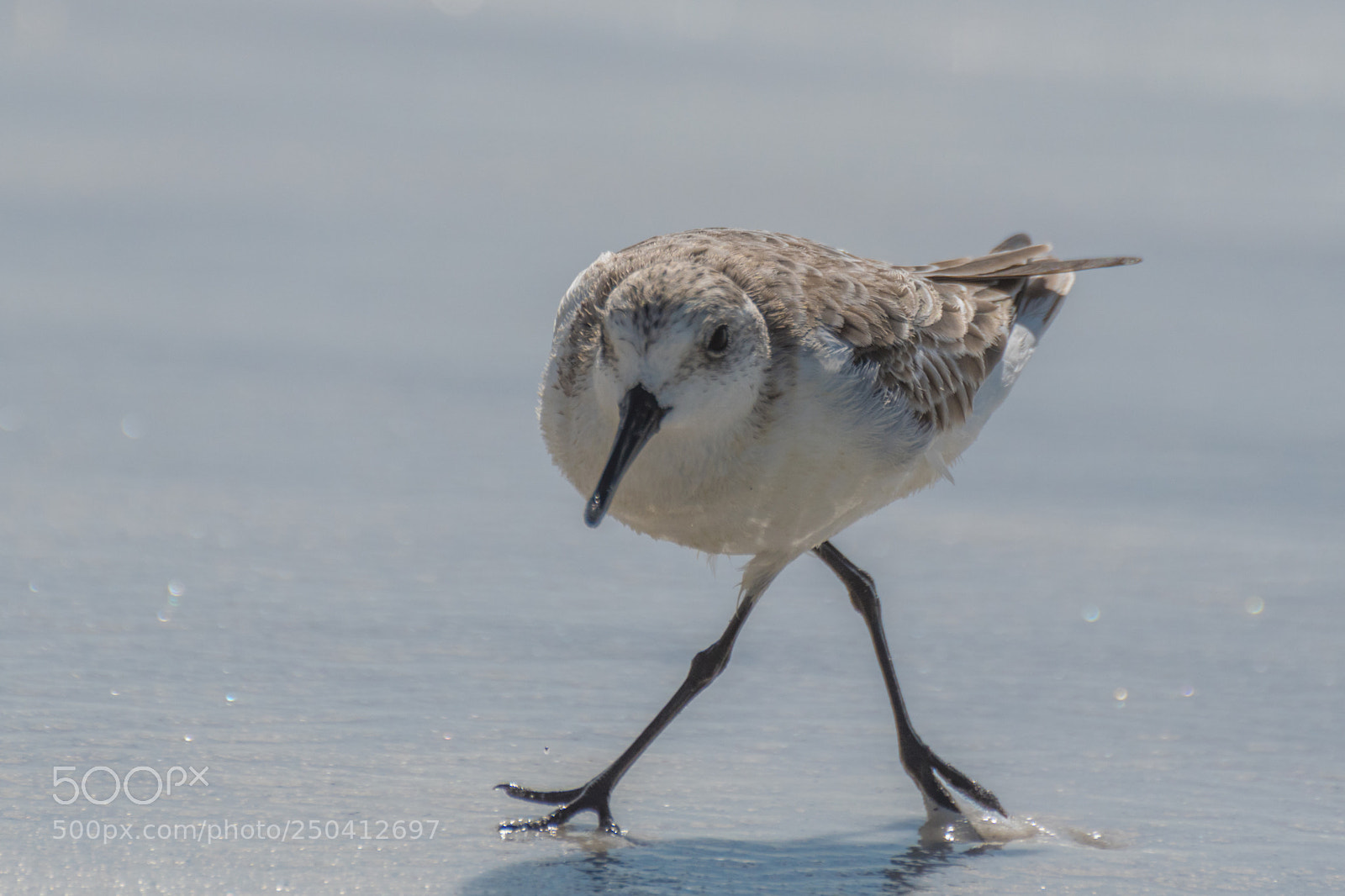 Nikon D500 sample photo. Sandpiper photography