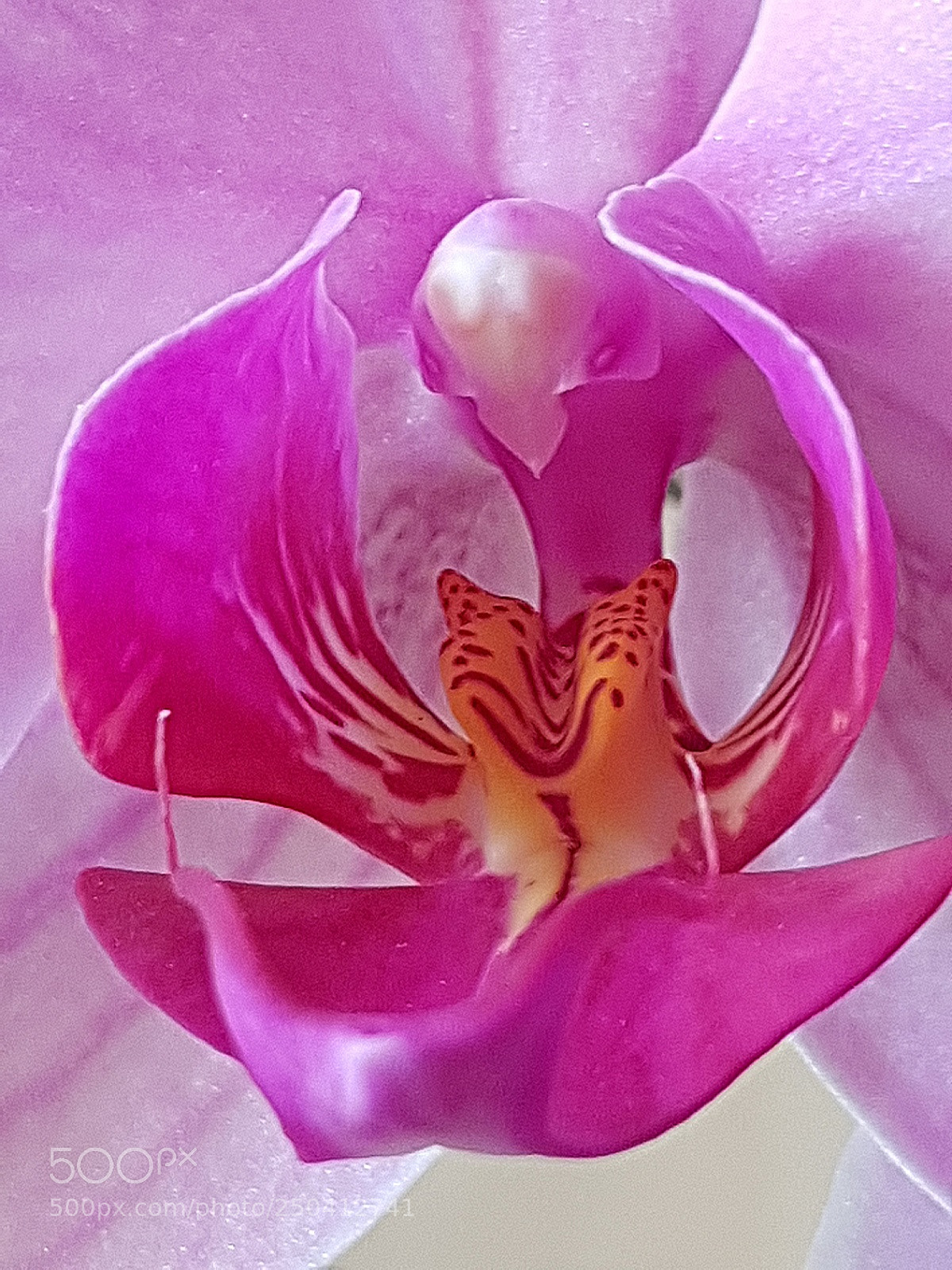 Samsung Galaxy S8 sample photo. Orchidée photography