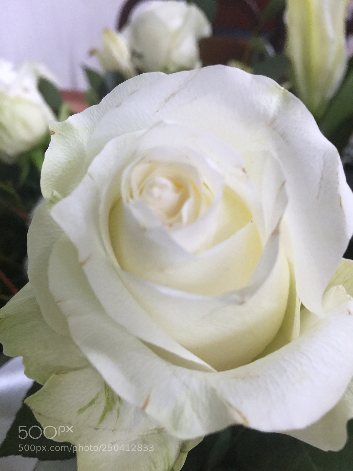 Apple iPhone 6 Plus sample photo. Today’s flower ?  photography