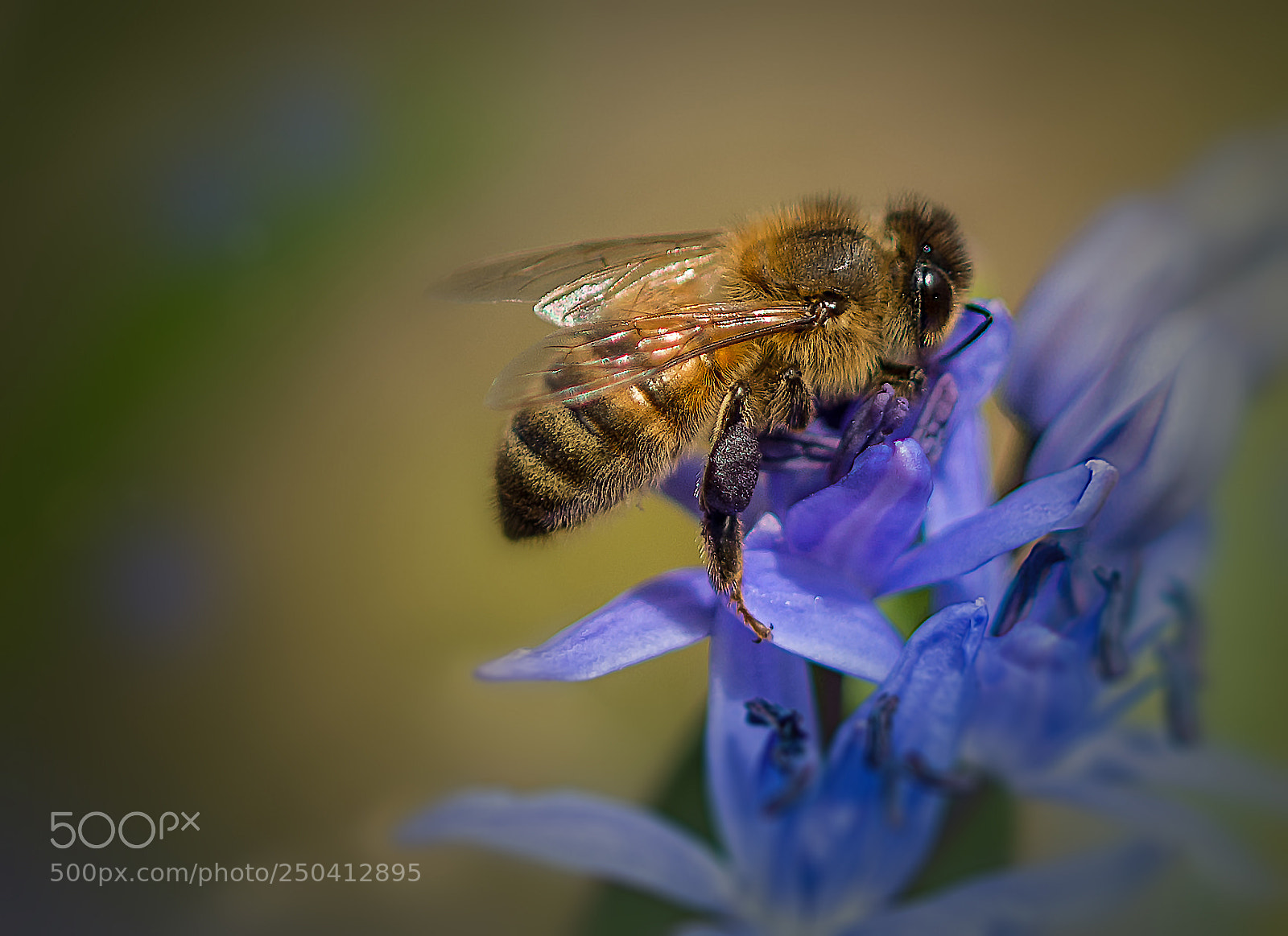 Nikon D800 sample photo. ++ honeybee ++ photography