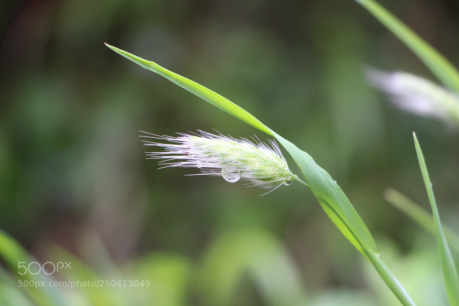 Canon EOS 700D (EOS Rebel T5i / EOS Kiss X7i) sample photo. Rainy day - pyr photography