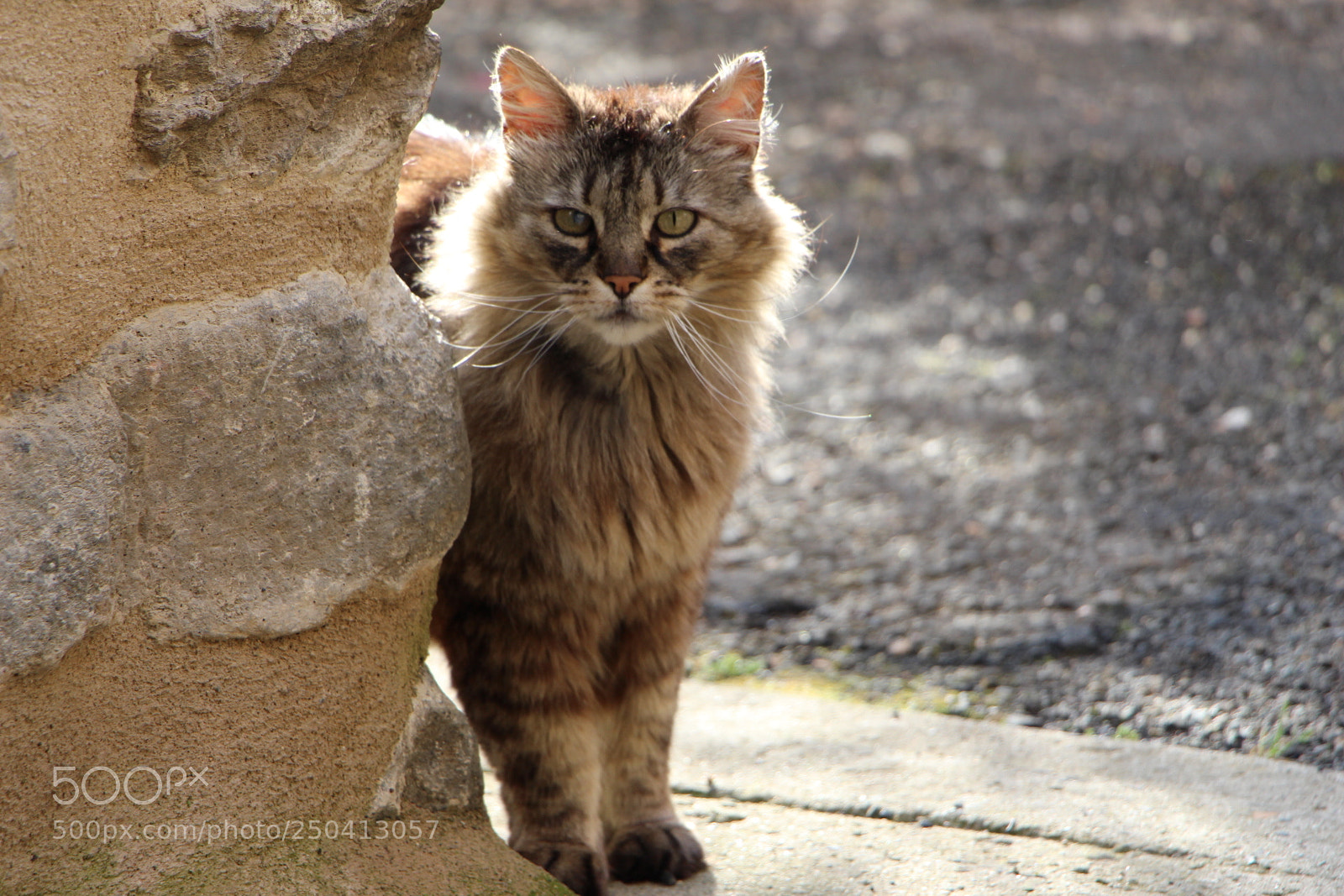 Canon EOS 700D (EOS Rebel T5i / EOS Kiss X7i) sample photo. Thomas o'malley photography