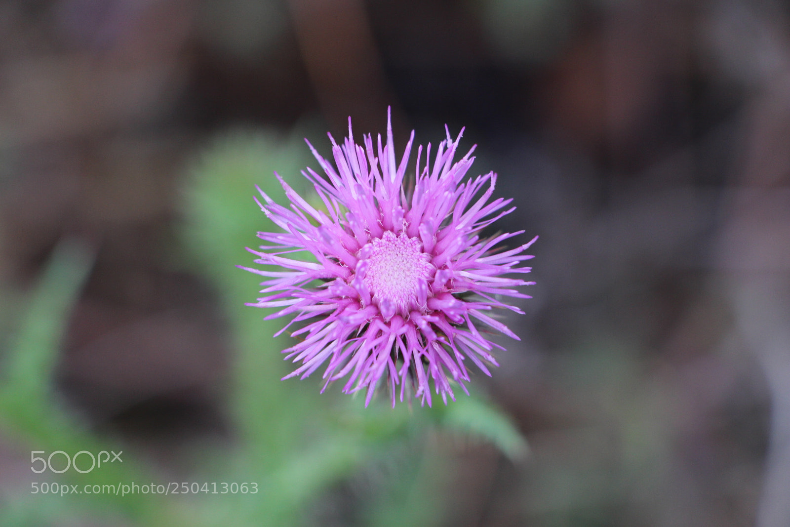 Canon EOS 700D (EOS Rebel T5i / EOS Kiss X7i) sample photo. Carduus acanrhoides - asteracees photography