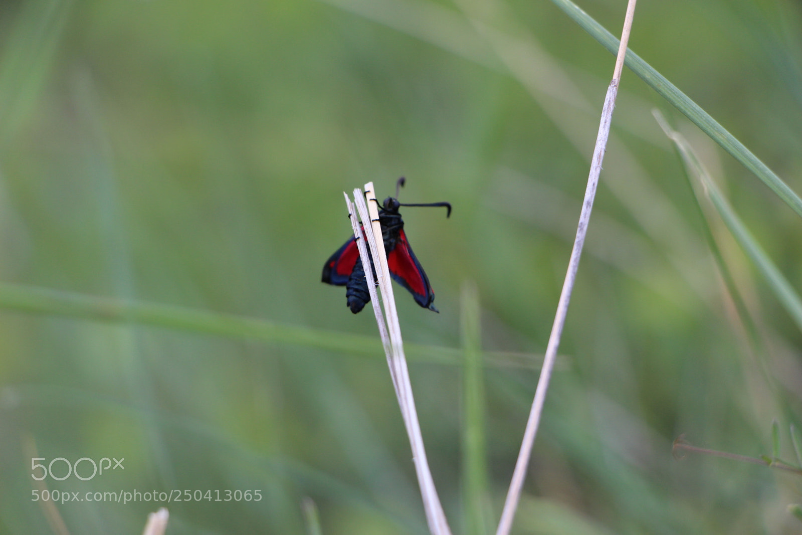 Canon EOS 700D (EOS Rebel T5i / EOS Kiss X7i) sample photo. Strange little butterfly _ zygaenidae photography