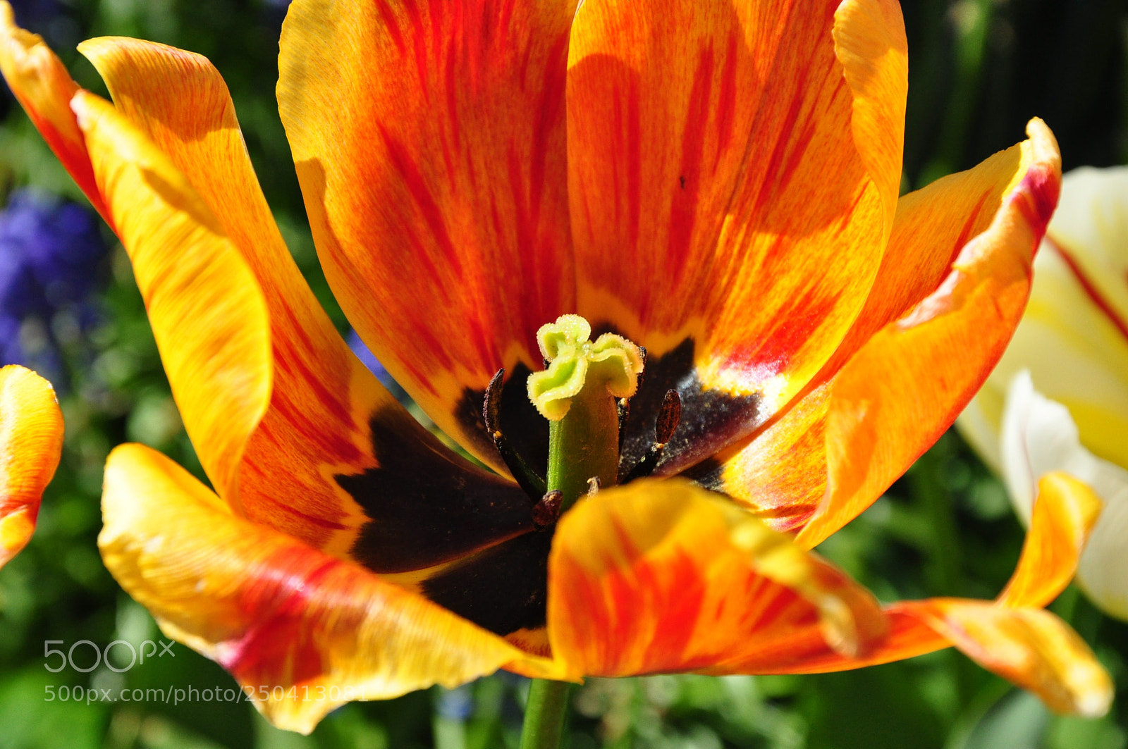 Nikon D90 sample photo. Close up tulip photography