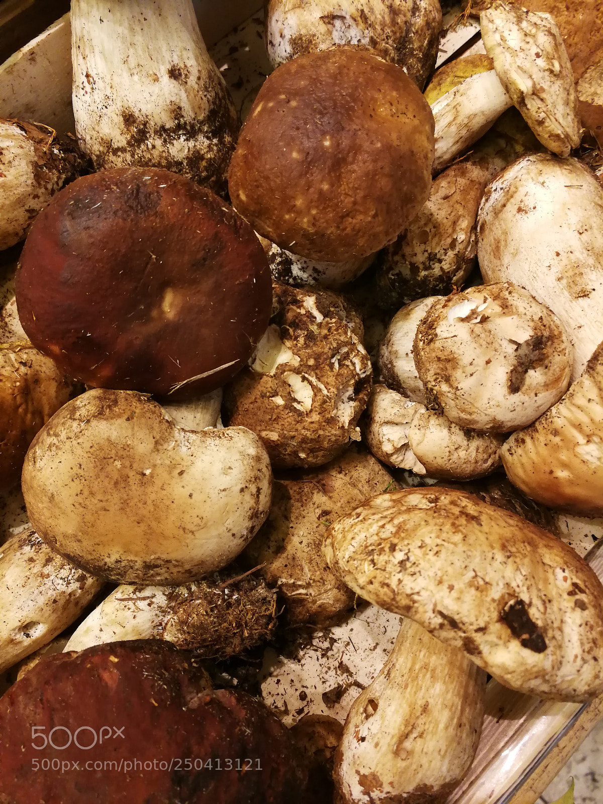 HUAWEI P10 sample photo. Champignons d'hiver photography