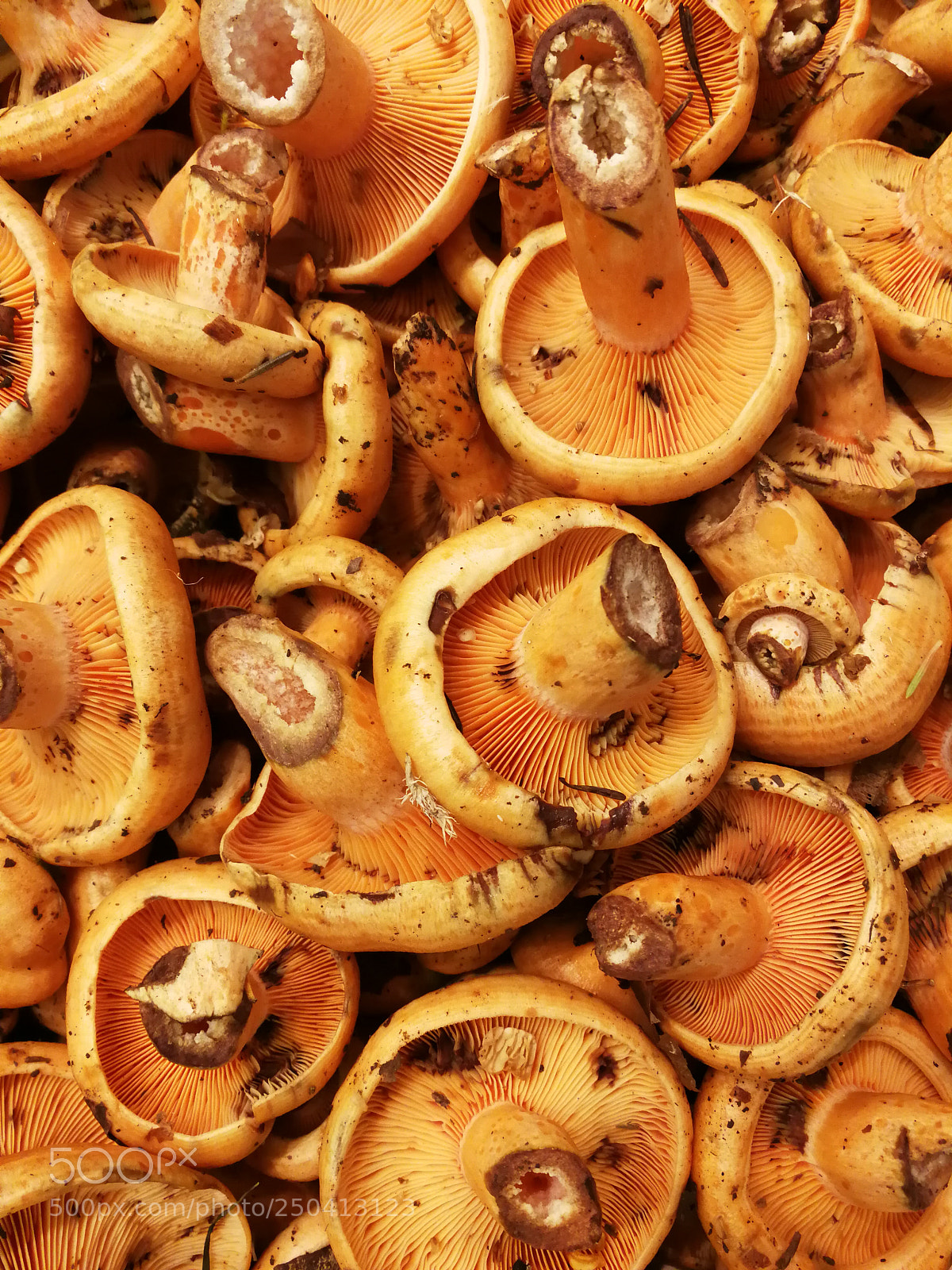 HUAWEI P10 sample photo. Champignons d'hiver photography
