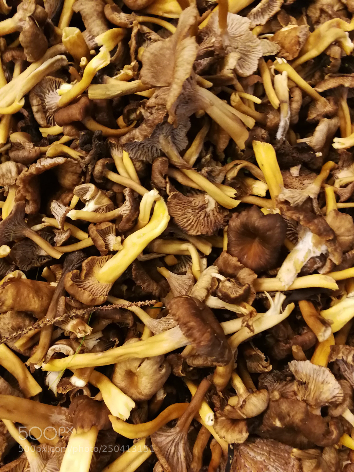 HUAWEI P10 sample photo. Champignons d'hiver photography