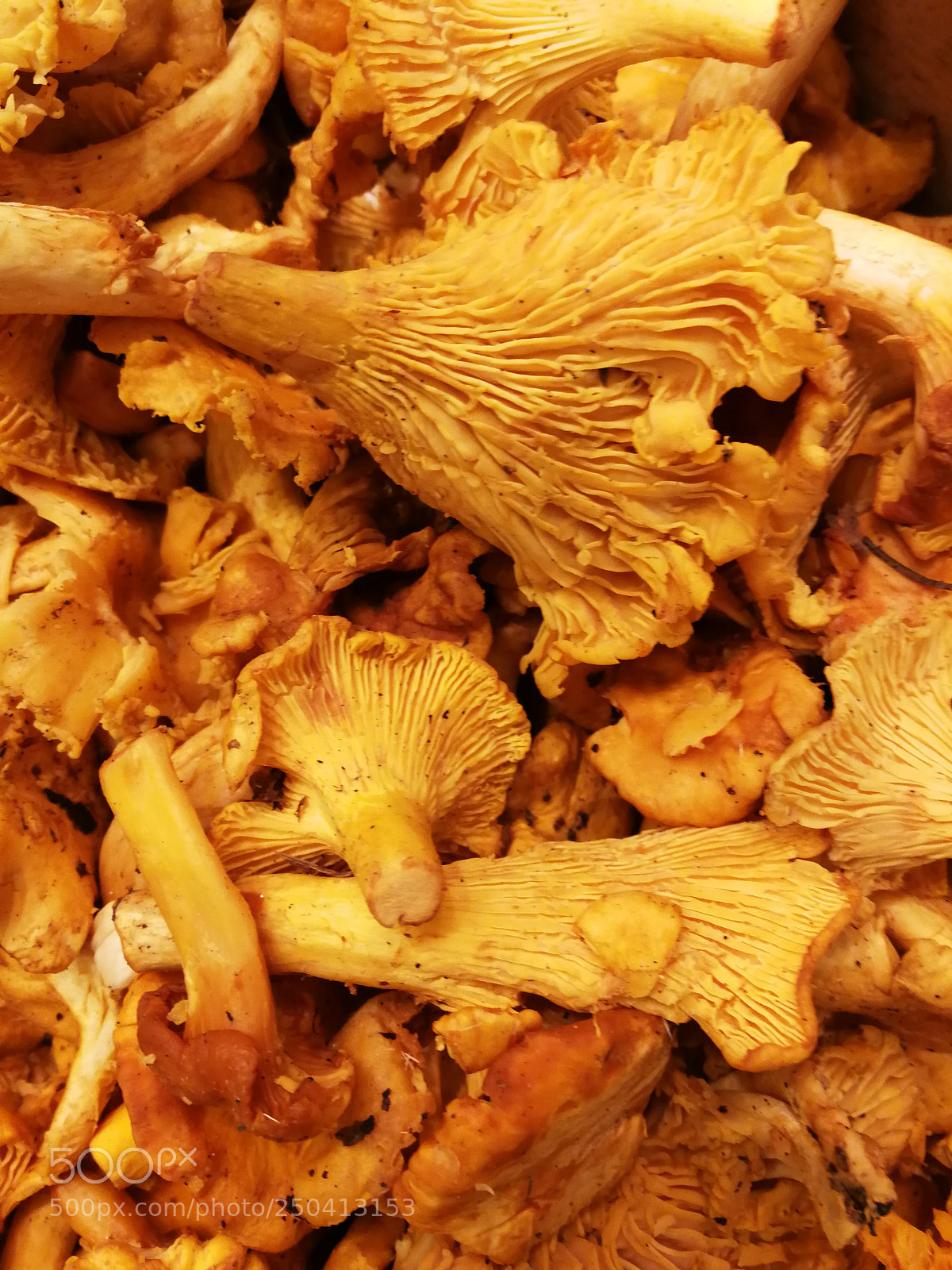 HUAWEI P10 sample photo. Champignons d'hiver photography