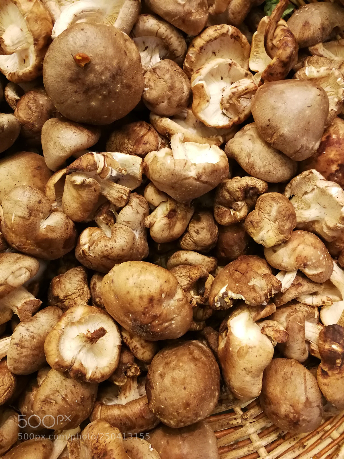 HUAWEI P10 sample photo. Champignons d'hiver photography