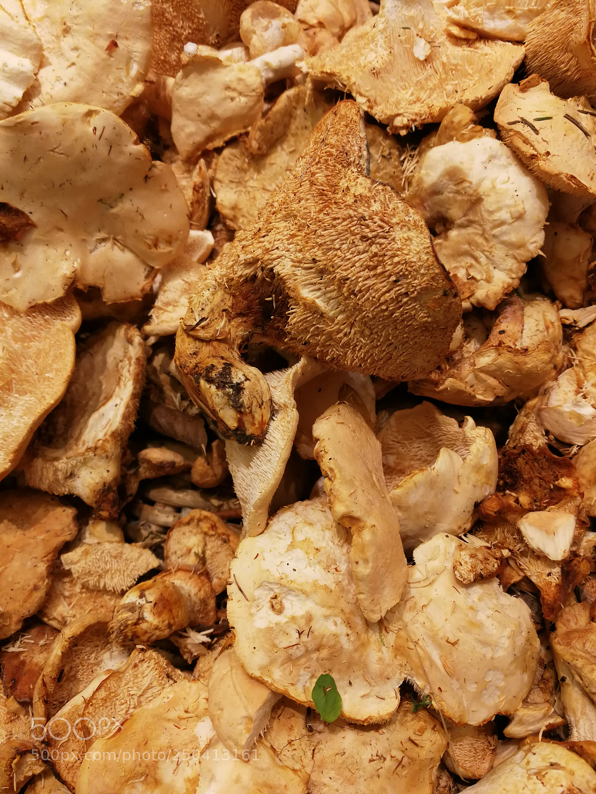 HUAWEI P10 sample photo. Champignons d'hiver photography