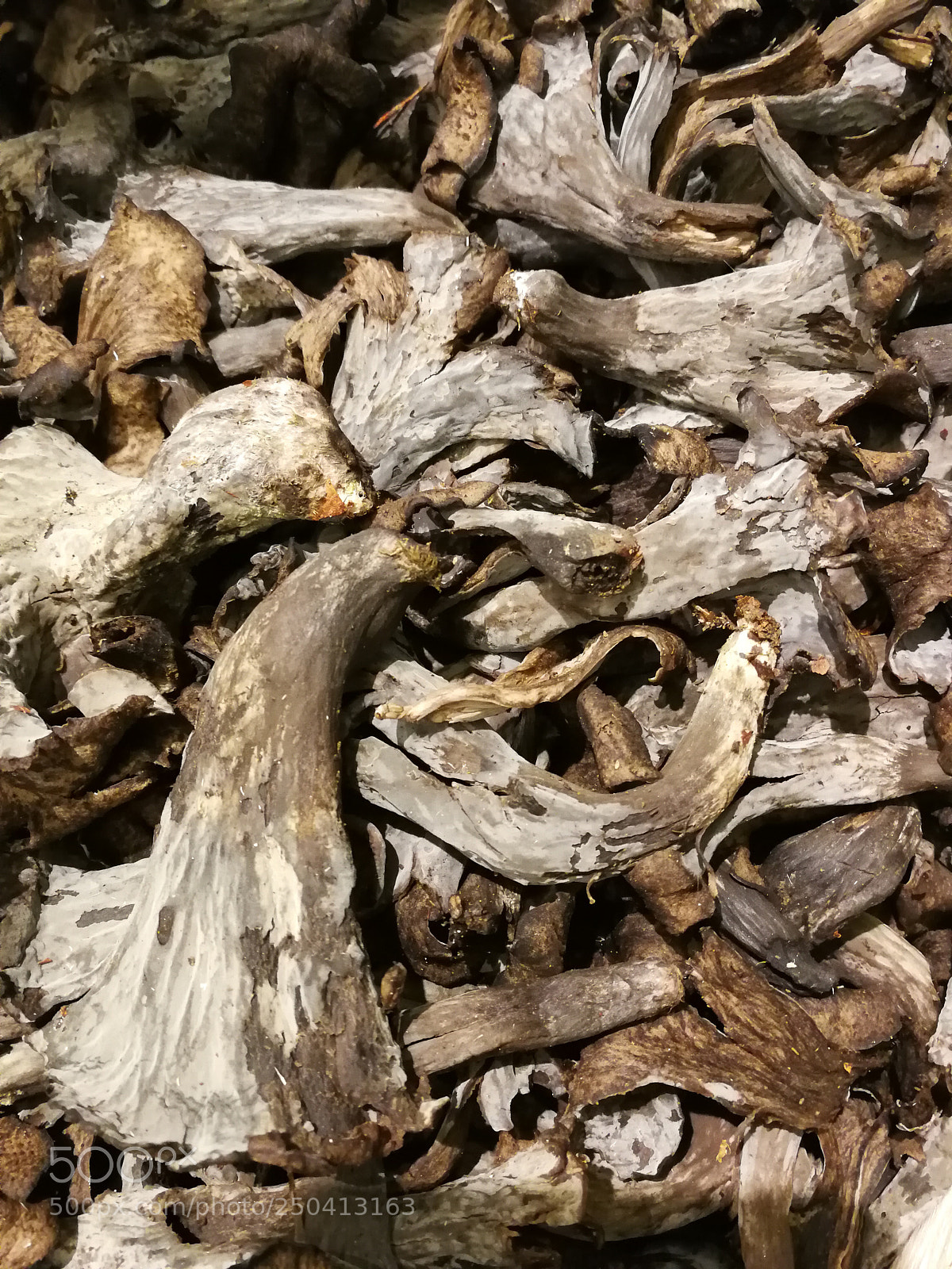 HUAWEI P10 sample photo. Champignons d'hiver photography