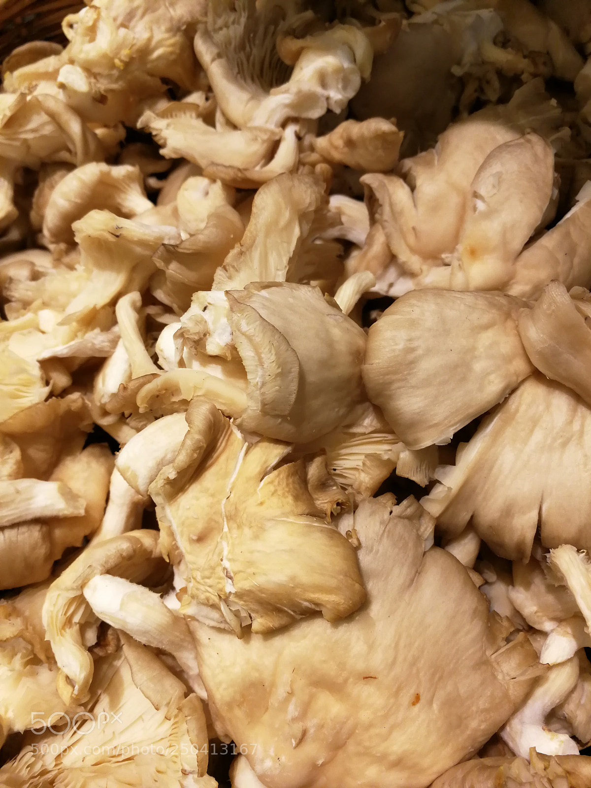 HUAWEI P10 sample photo. Champignons d'hiver photography