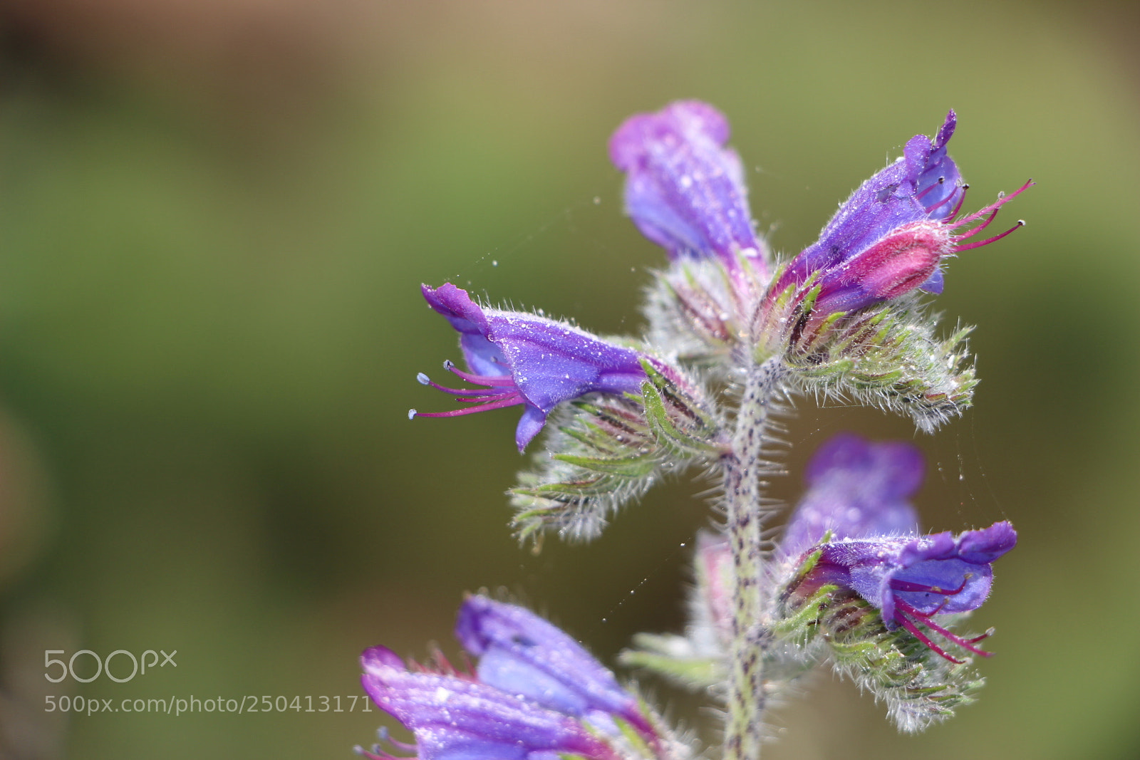 Canon EOS 700D (EOS Rebel T5i / EOS Kiss X7i) sample photo. Cycles clinopodium - lamiac photography