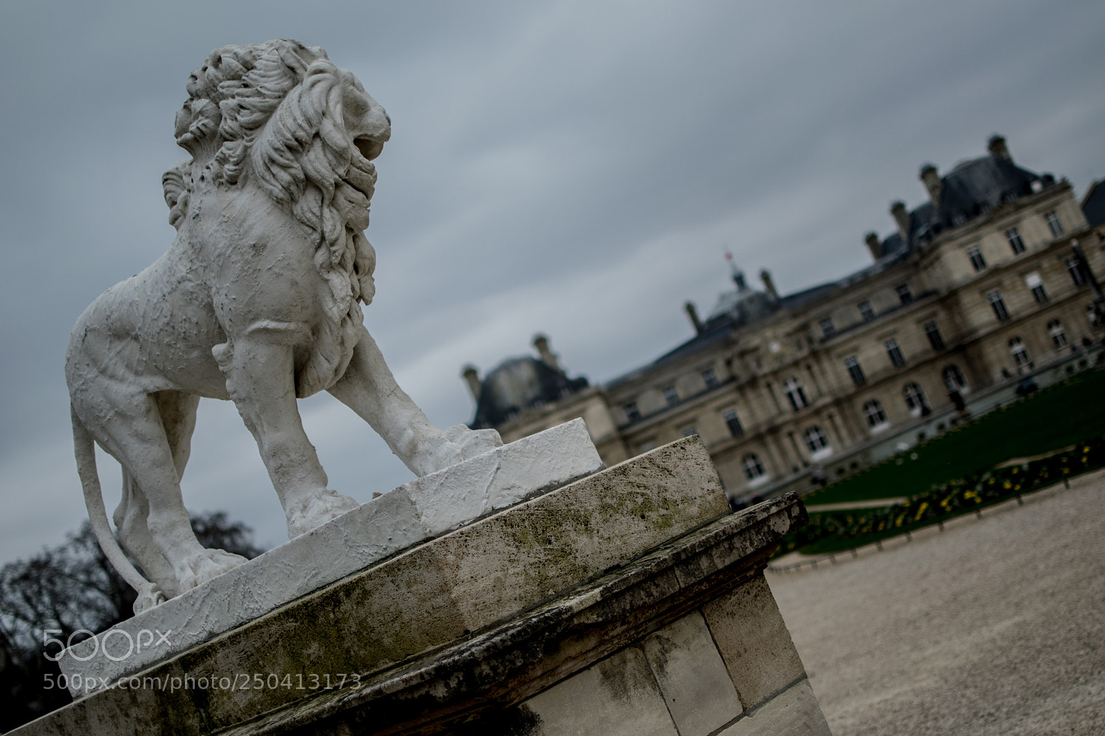 Nikon D5300 sample photo. The lion in the photography