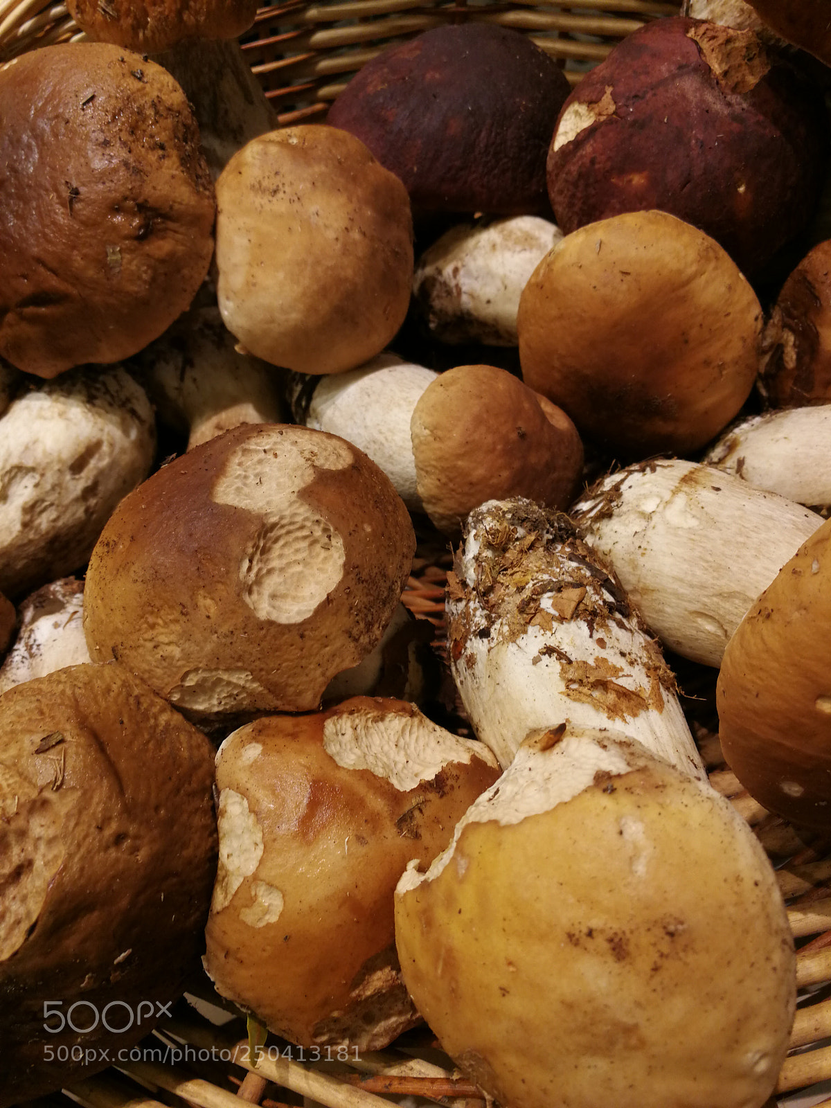 HUAWEI P10 sample photo. Champignons d'hiver photography