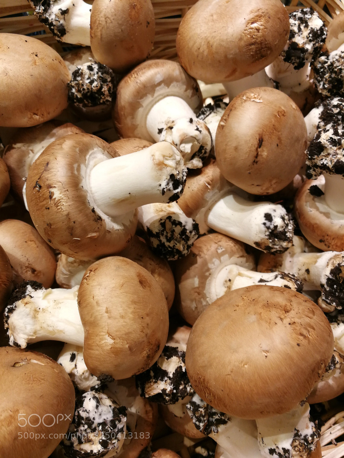 HUAWEI P10 sample photo. Champignons d'hiver photography