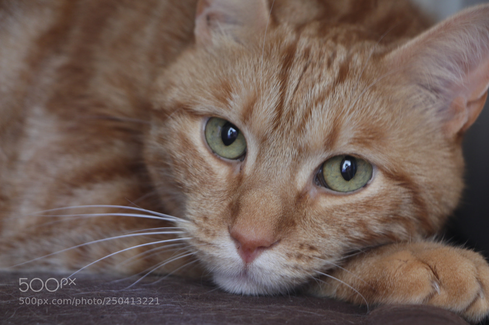Canon EOS 700D (EOS Rebel T5i / EOS Kiss X7i) sample photo. Tabasco photography