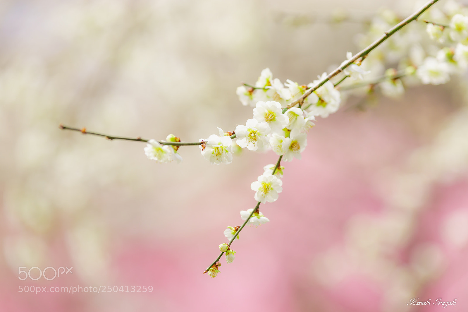 Sony SLT-A99V sample photo. White plum blossoms photography