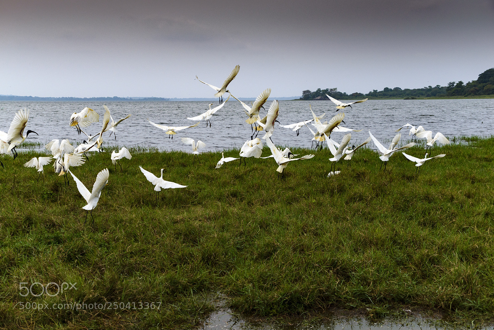 Nikon D610 sample photo. Minneriya safari photography