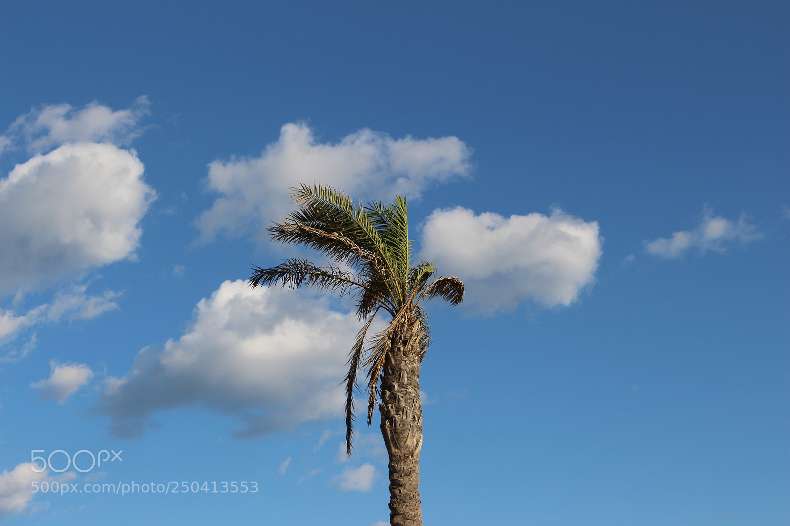 Canon EOS 700D (EOS Rebel T5i / EOS Kiss X7i) sample photo. Palm photography