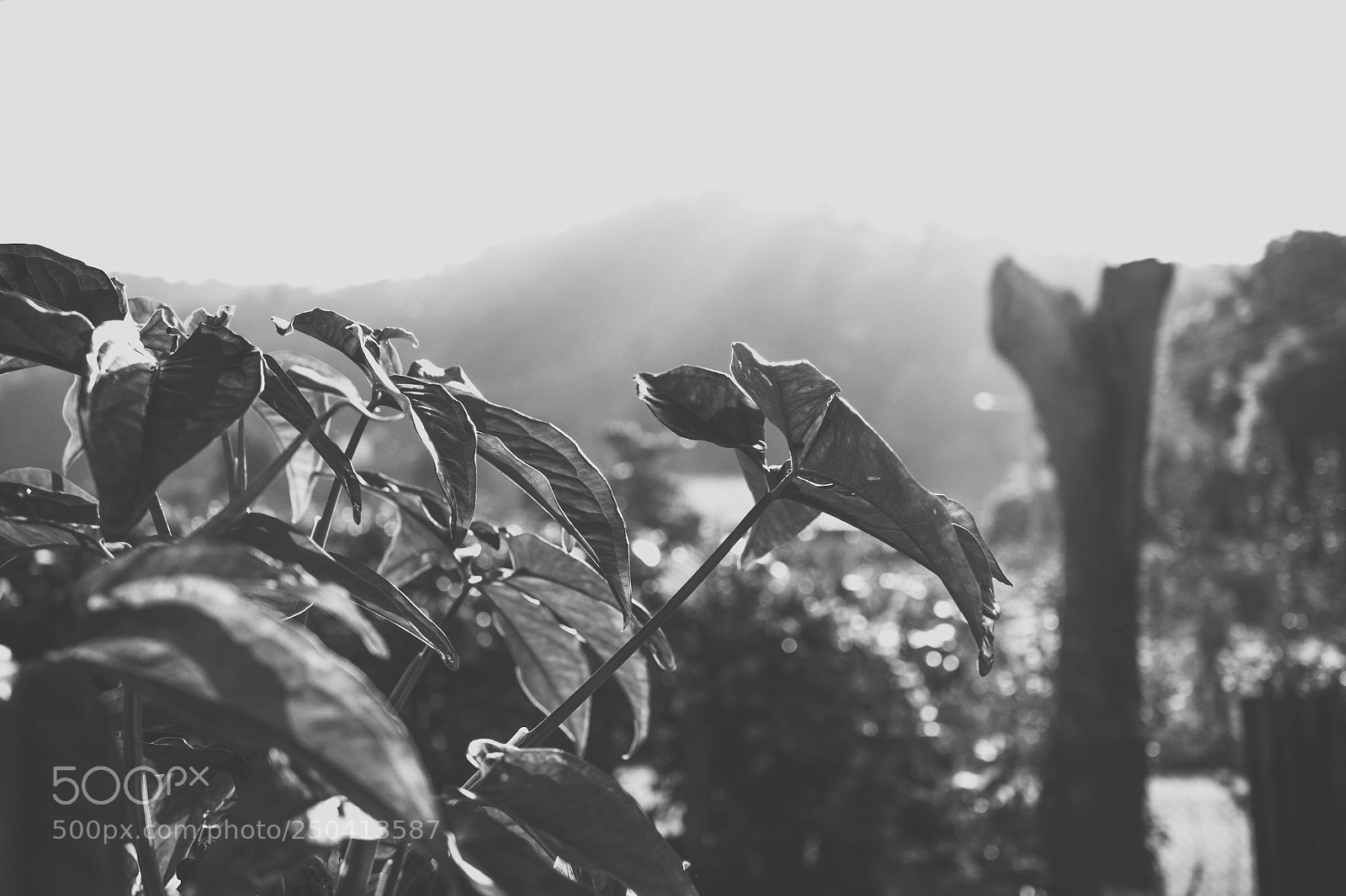 Canon EOS 700D (EOS Rebel T5i / EOS Kiss X7i) sample photo. B&w nature photography