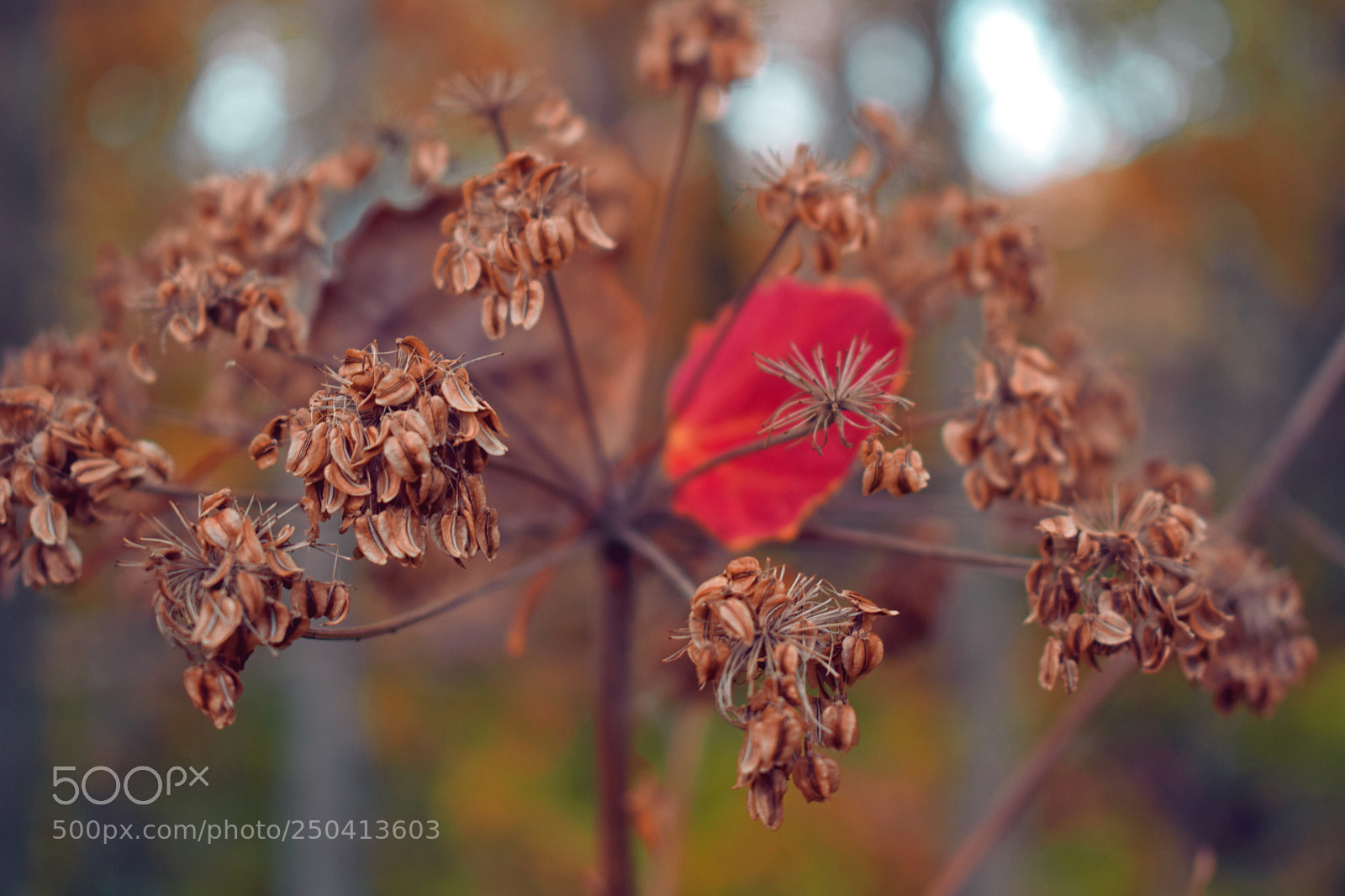 Nikon D3300 sample photo. Осень photography