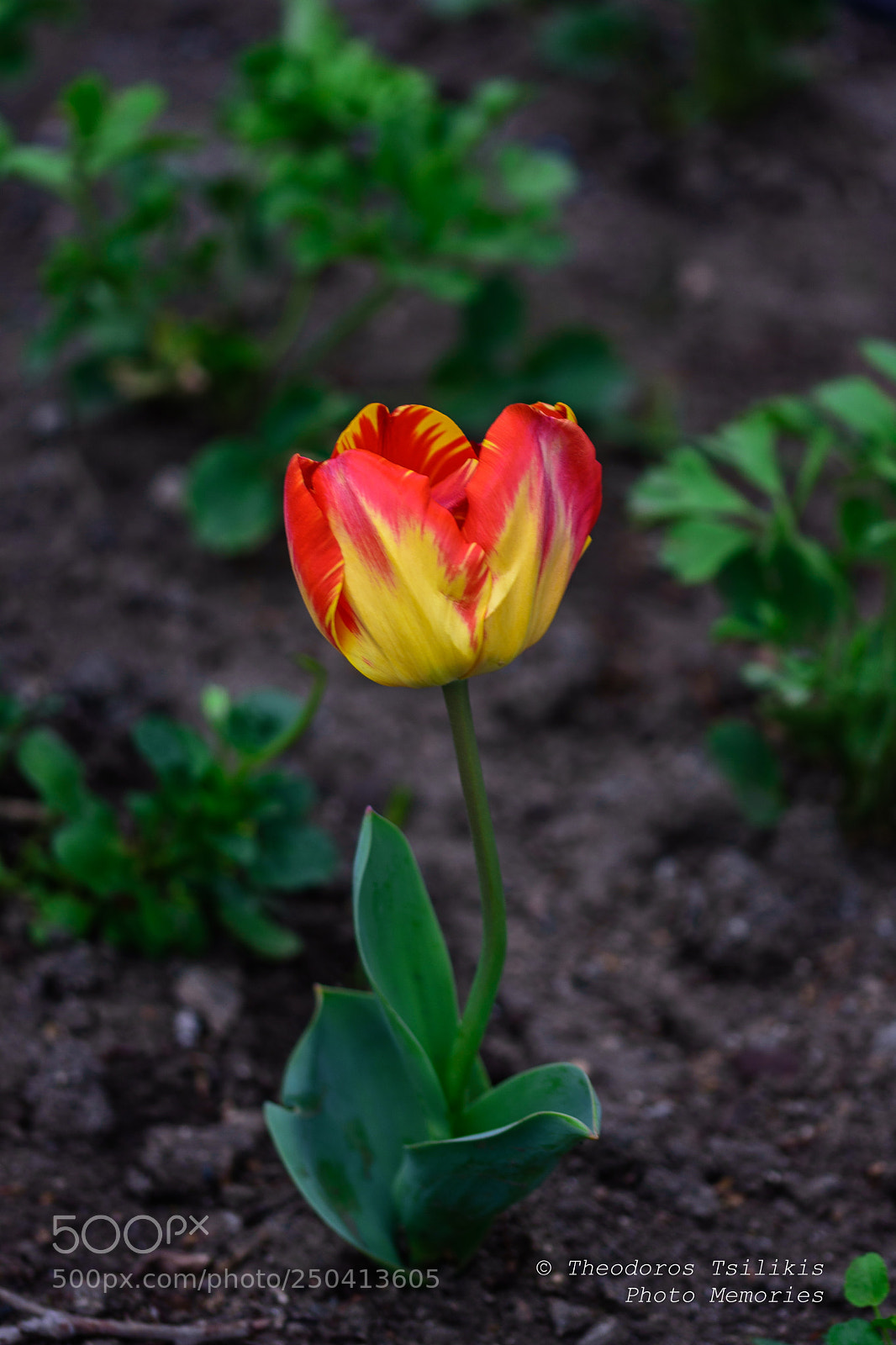 Nikon D7200 sample photo. Power of flower photography