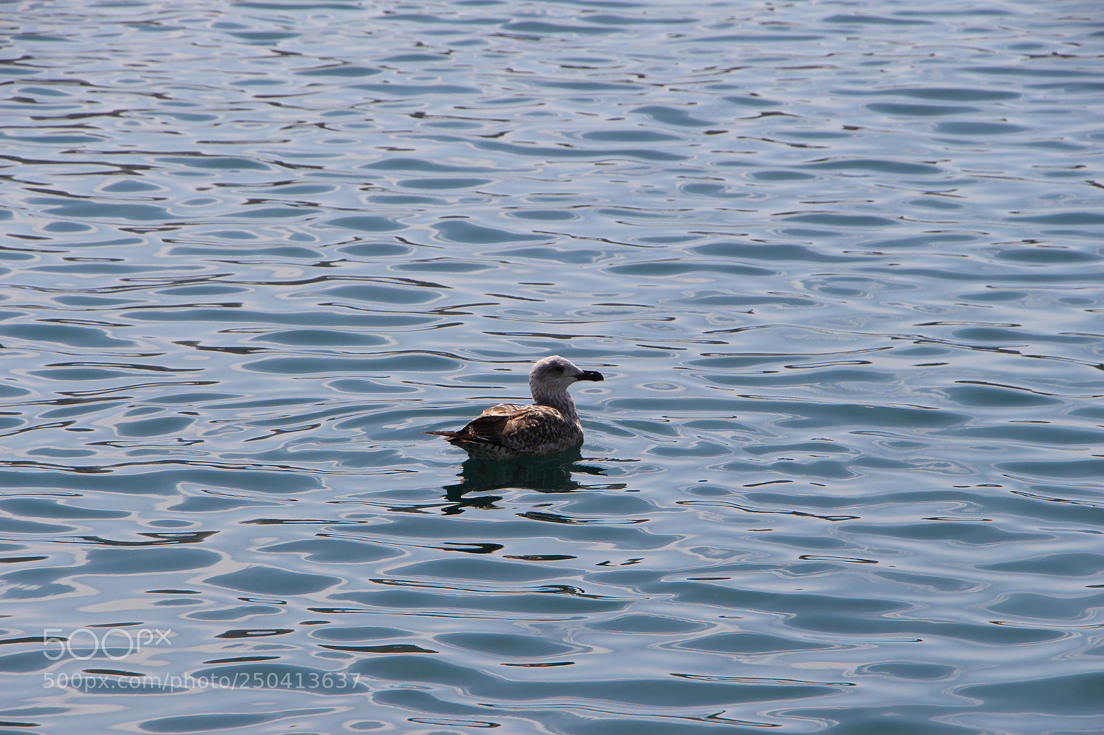 Canon EOS 700D (EOS Rebel T5i / EOS Kiss X7i) sample photo. Seagull in frioul island photography