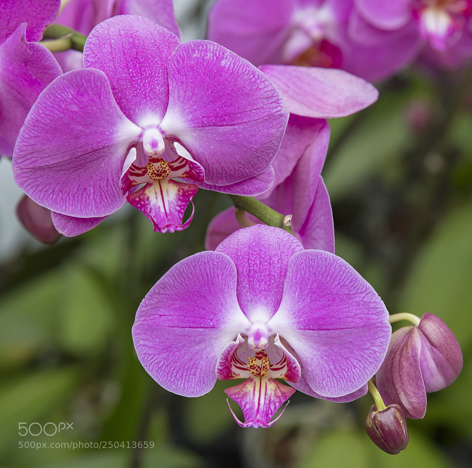 Nikon D850 sample photo. Orchids photography